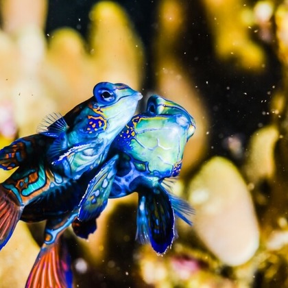 リトルダイナソーが撮影したその他の写真