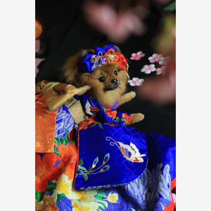 高橋 透（Coo&Sea STUDIO代表）が出張撮影した「お正月撮影会2020@新横浜Coo&Sea STUDIO」の家族写真