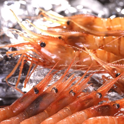 写真事務所ポートフォリオが撮影した「:albumName」の写真