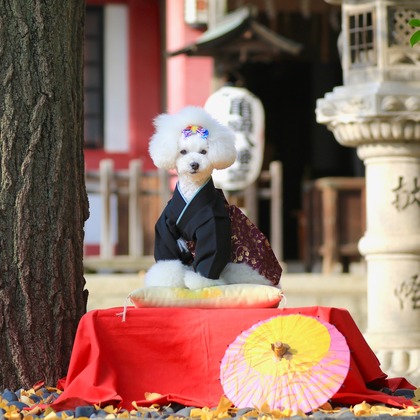 高橋 透（Coo&Sea STUDIO代表）が出張撮影したトイプードル, ペット, ワイルドフラワーが写ったエンゲージメントフォトの写真