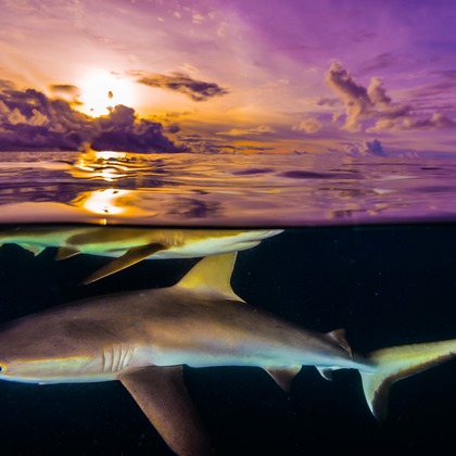 リトルダイナソーが撮影したその他の写真