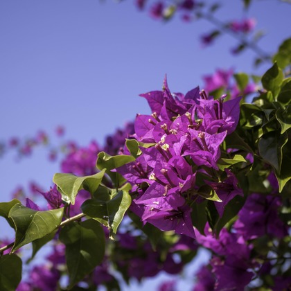 ミヤタカズコが撮影した「:albumName」の写真