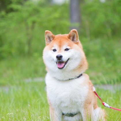 インスタントソイ合同会社　井上泰徳が撮影したウェディングや家族、ビジネスの写真