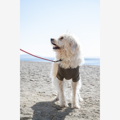 吉田佳央が撮影した「DOG SHOOTING」の写真