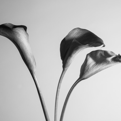 NOJYO高木俊幸写真事務所が撮影した「:albumName」の写真