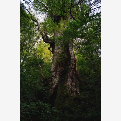 登 将紀が撮影したその他/イベント/スナップ撮影の写真