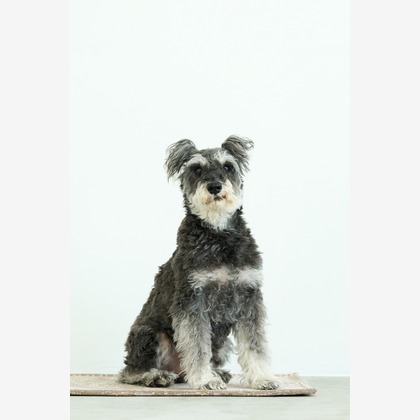 クリエイティブツリーが撮影した「:albumName」の写真