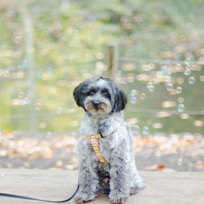 One&Only Photoが撮影したその他の写真