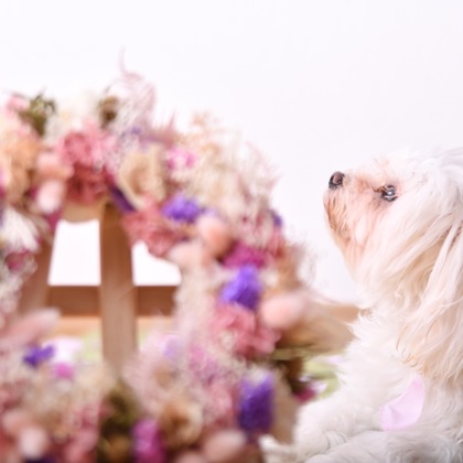 Photo la feliceが撮影した「:albumName」の写真