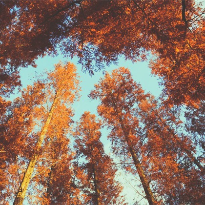 いんかが撮影したその他の写真