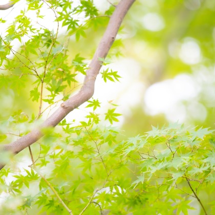 T.Matsumuraが出張撮影したShinohara Hachiman Jinja, 止まった鳥, ストリートファッションなどが写った「七五三＠篠原八幡神社」の家族写真