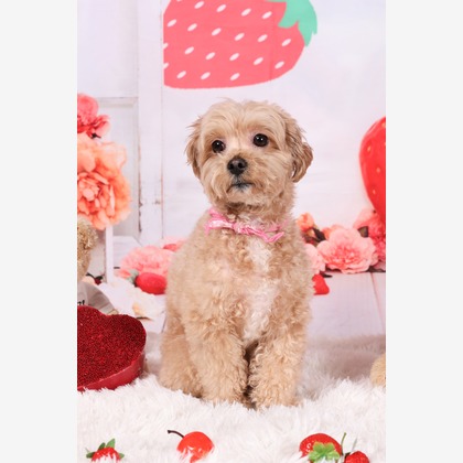 WithshopJapanが撮影した「ペット撮影」の写真