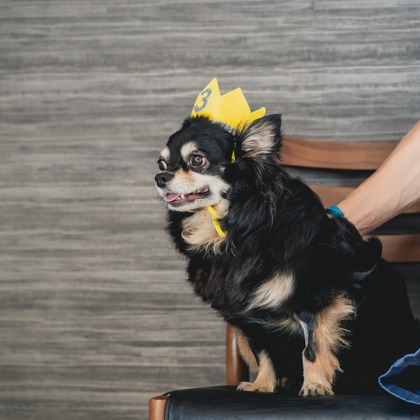 Tajimaが撮影した「ペット」の写真