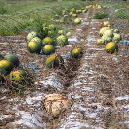 手塚隆弘が撮影したイベント/スナップ撮影の写真