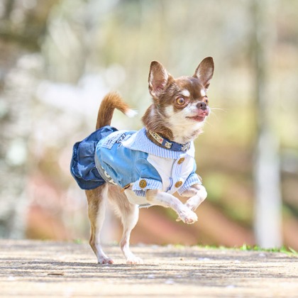 クリエイティブツリーが撮影した「:albumName」の写真