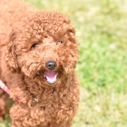 大熊和輝が撮影したウェディングや家族、ビジネスの写真