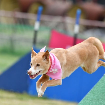 スタジオファンタスが撮影した「:albumName」の写真