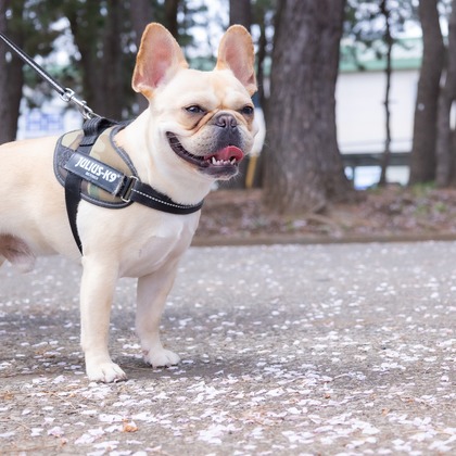 大森光太郎・K-PHOTOが出張撮影した犬の敏捷性, 犬の供給, 子鹿などが写った「ペット撮影」の家族写真