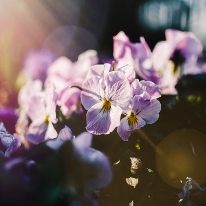 堀内 陽希が撮影したイベント/スナップ撮影の写真