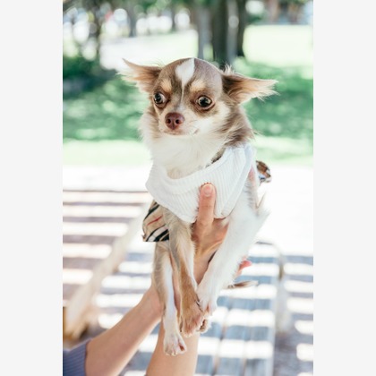 ポートレート沖縄が撮影した「:albumName」の写真