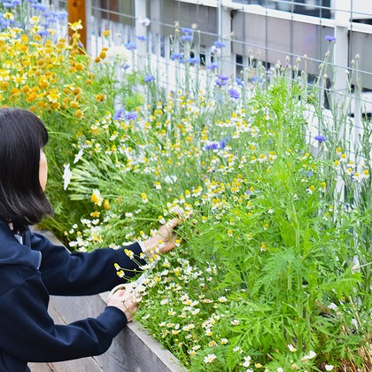和香葉が撮影した「:albumName」の写真