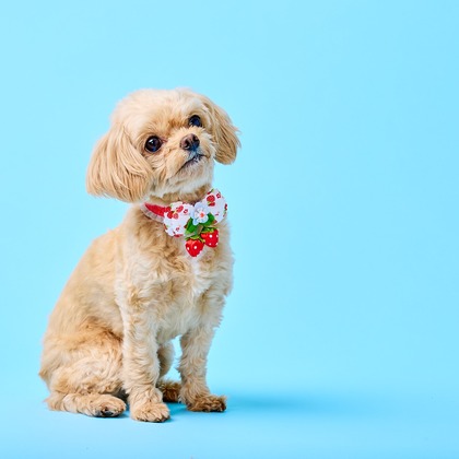 クリエイティブツリーが撮影した「:albumName」の写真