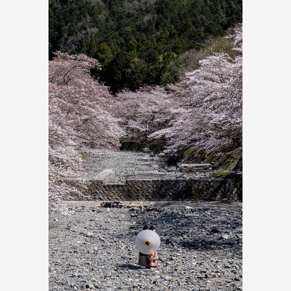 Photo of Kyoto　Prewedding photo with cherryblossom taken by saruco(Hisashi Iwasaki)