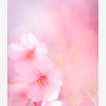 今井広樹/スタジオプランタン/日本写真家協会 会員が撮影した「:albumName」の写真