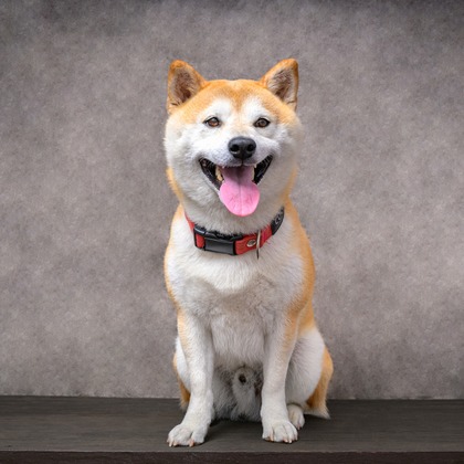 福田博之が撮影した「ペット撮影」の写真