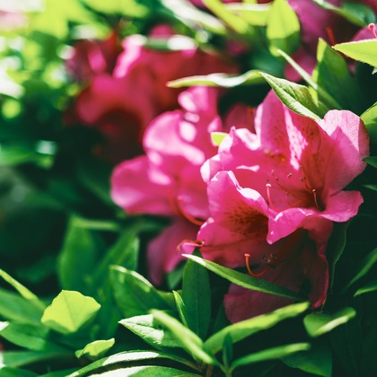 堀内 陽希が撮影したイベント/スナップ撮影の写真