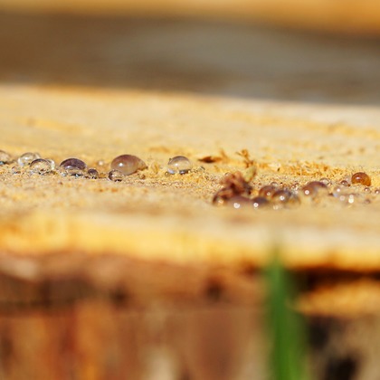 出張撮影のメモリーズが撮影した「:albumName」の写真