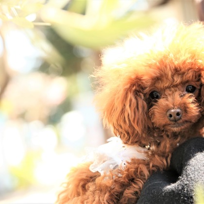 Photographer  Tomoが撮影したウェディングや家族、ビジネスの写真