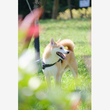 Photo of couple photo shoot taken by 高夏写真店