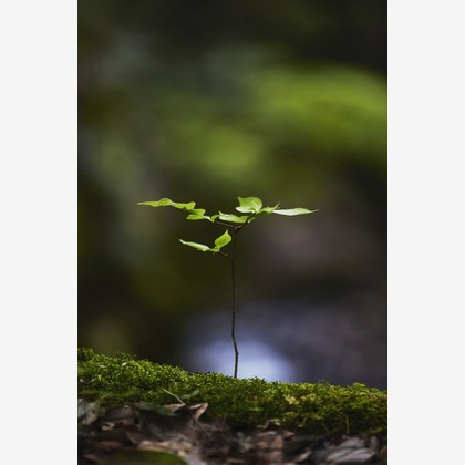 kiharu&photoが撮影した「:albumName」の写真