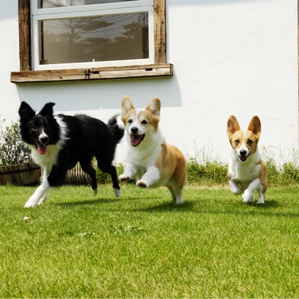 クマが撮影したウェディングや家族、ビジネスの写真