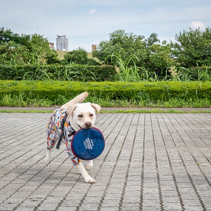 吉田佳央が撮影した「DOG SHOOTING」の写真