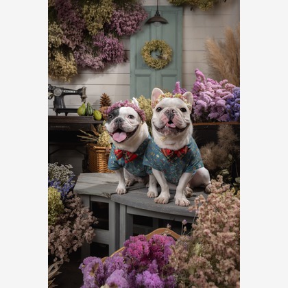 福田博之が撮影した「ペット撮影」の写真