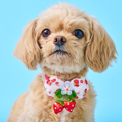 クリエイティブツリーが撮影した「:albumName」の写真