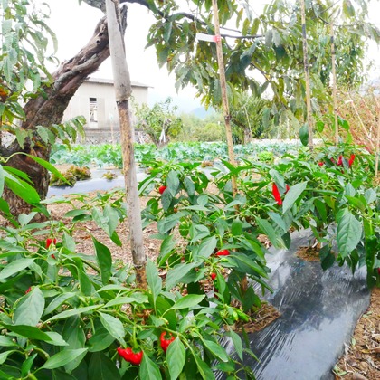 ant10.が撮影したイベント/スナップ撮影の写真