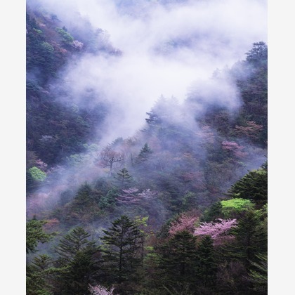 kiharu&photoが撮影した「:albumName」の写真