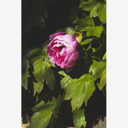 内山慎也が撮影した商品/物撮りの写真