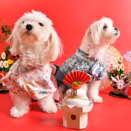 Photo la feliceが撮影した「Photo la felice」の写真