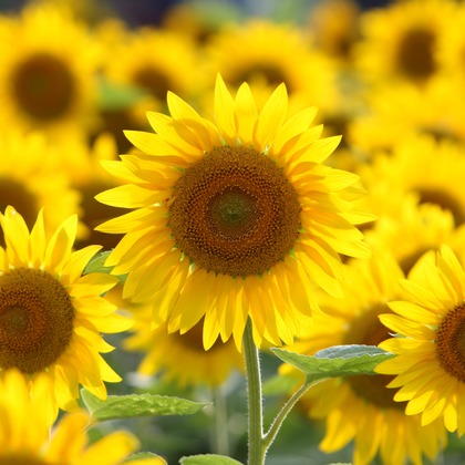 瀬井美明が撮影した「:albumName」の写真