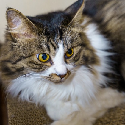 Naoki Okadaが撮影したウェディングや家族、ビジネスの写真