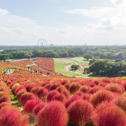 パッチー・クリエイツが撮影した「:albumName」の写真
