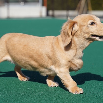 出張撮影くろめっとが撮影した「:albumName」の写真