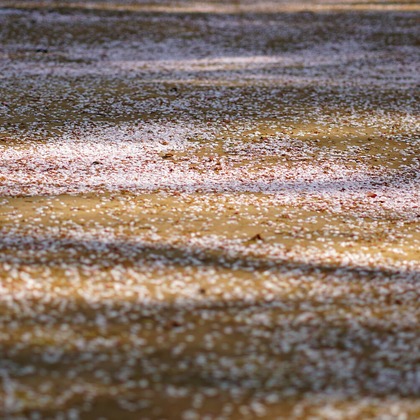 出張撮影のメモリーズが撮影した「:albumName」の写真