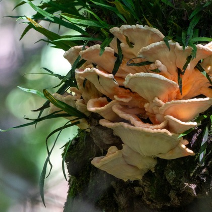 Yファクトリーが撮影した「マスタケ」の写真