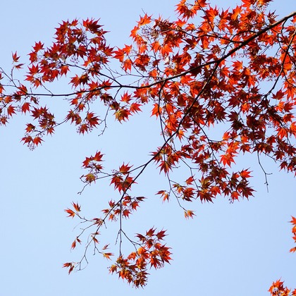 出張撮影のメモリーズが撮影した「:albumName」の写真