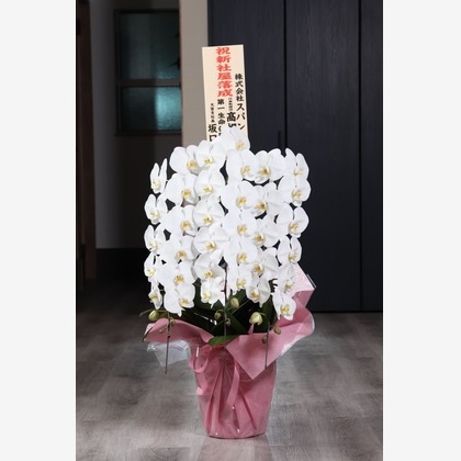 Tory Photo Graphicが撮影した人物撮影の写真